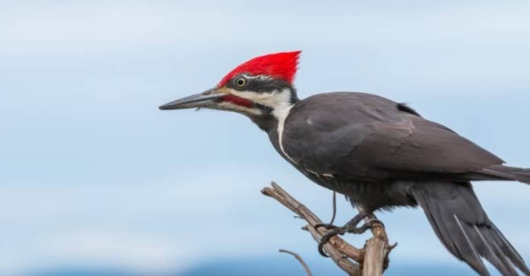 Pileated woodpecker ( Hylatomus pileatus ) looking for food on Vancouver island , Canada.