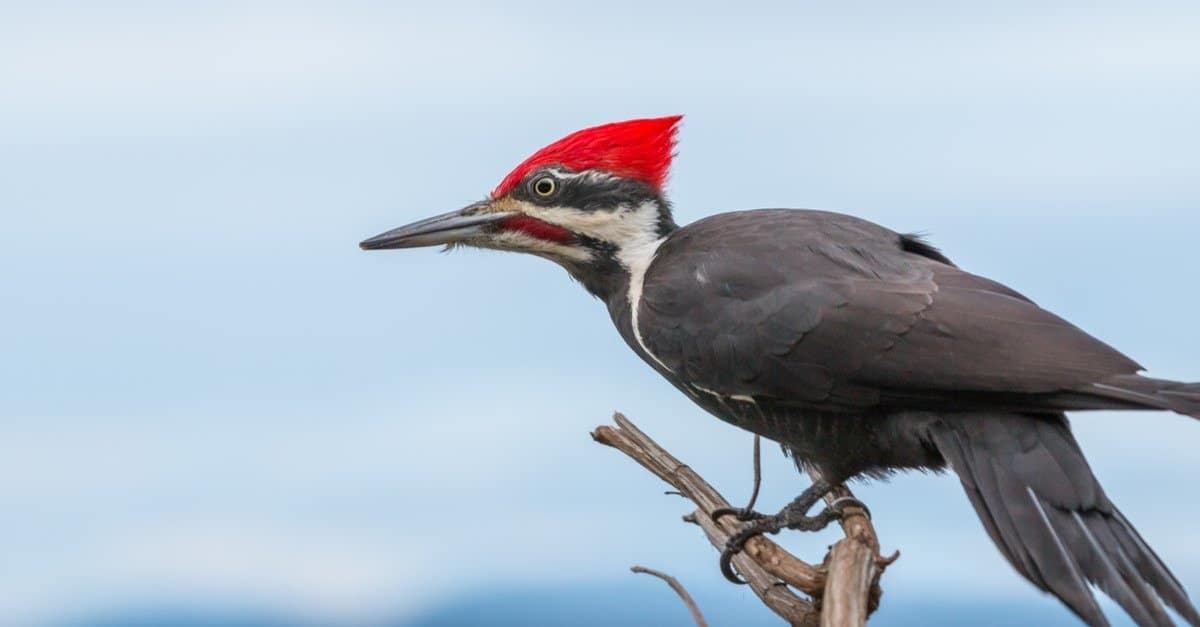 What Do Woodpeckers Eat? 20 Types of Food They Forage and Hunt - AZ Animals