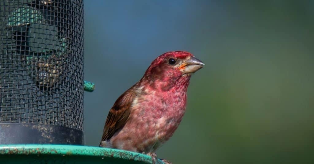 A purple finch male on a feeder