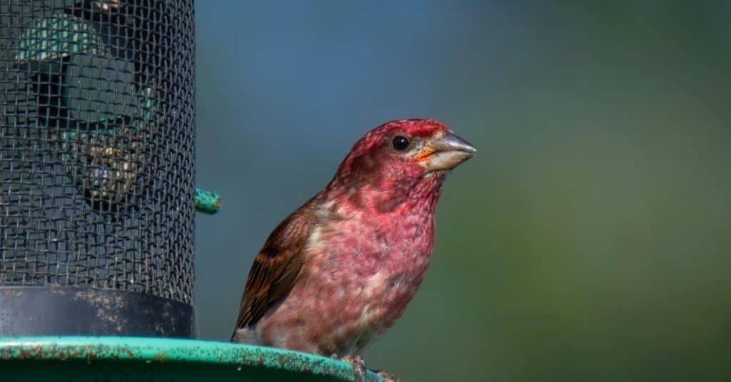 A Purple Finch Male at a Feeder