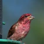 Purple Finch