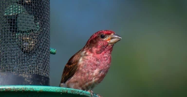 A Purple Finch Male at a Feeder