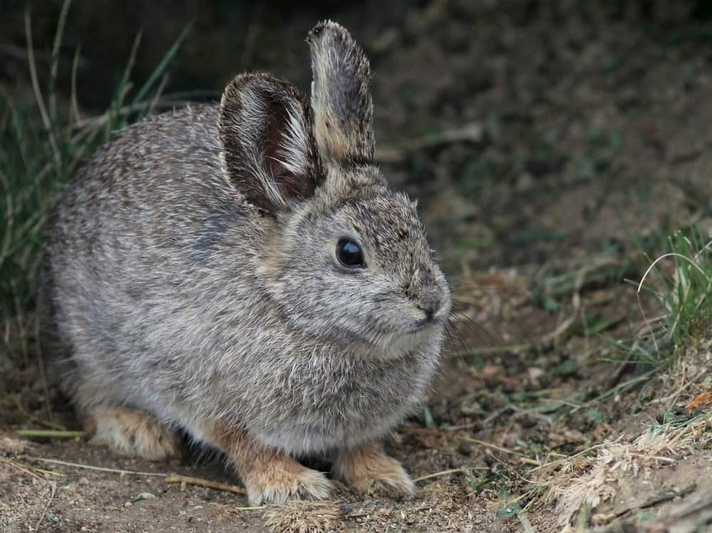 A pygmy rabbit standing in the dirt near grass.