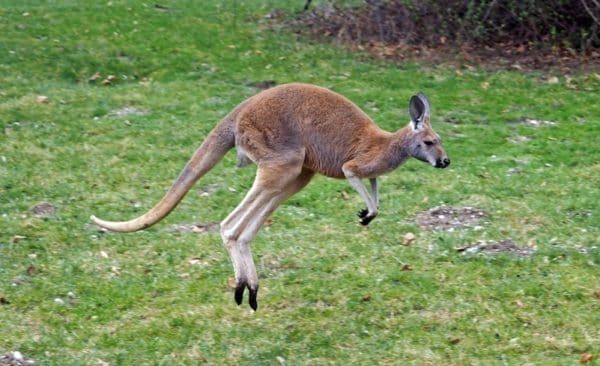 The 10 Highest Jumping Animals in the World - AZ Animals