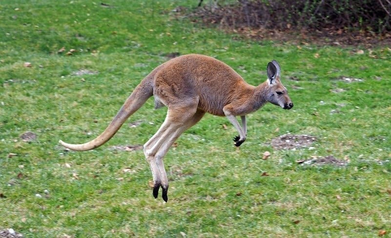 A red kangaroo in the grass, mid-bounce.