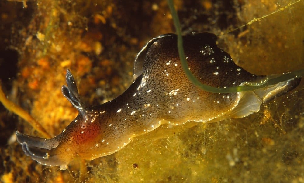 A sea hare in the ocean.