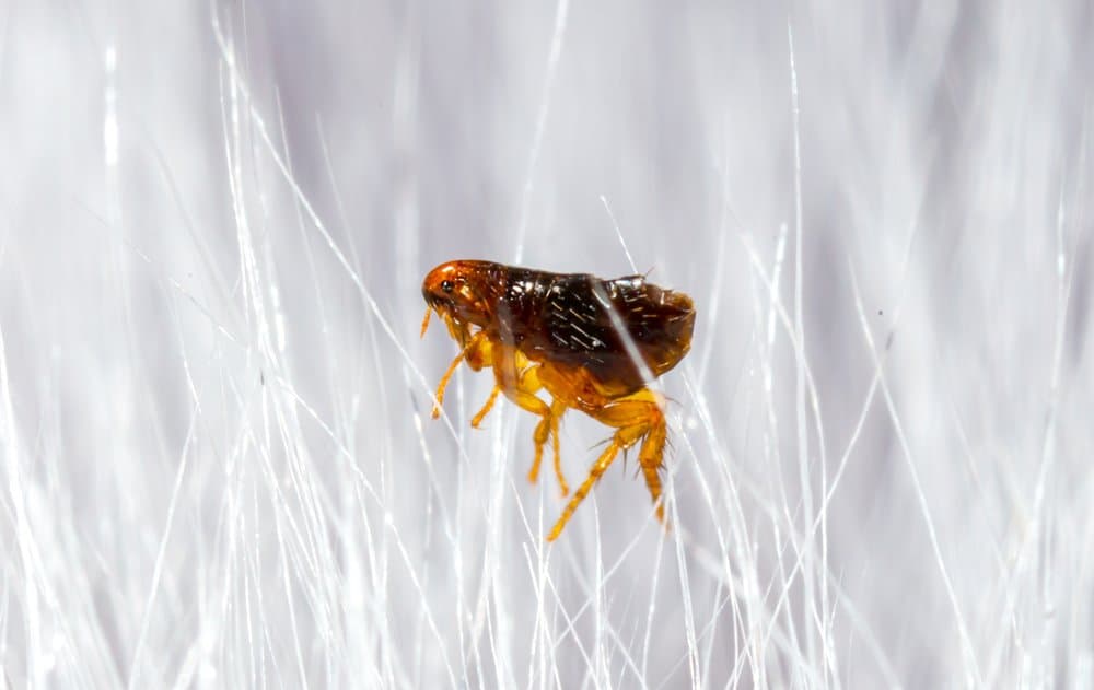 A close-up of a flea surrounded by white hairs.