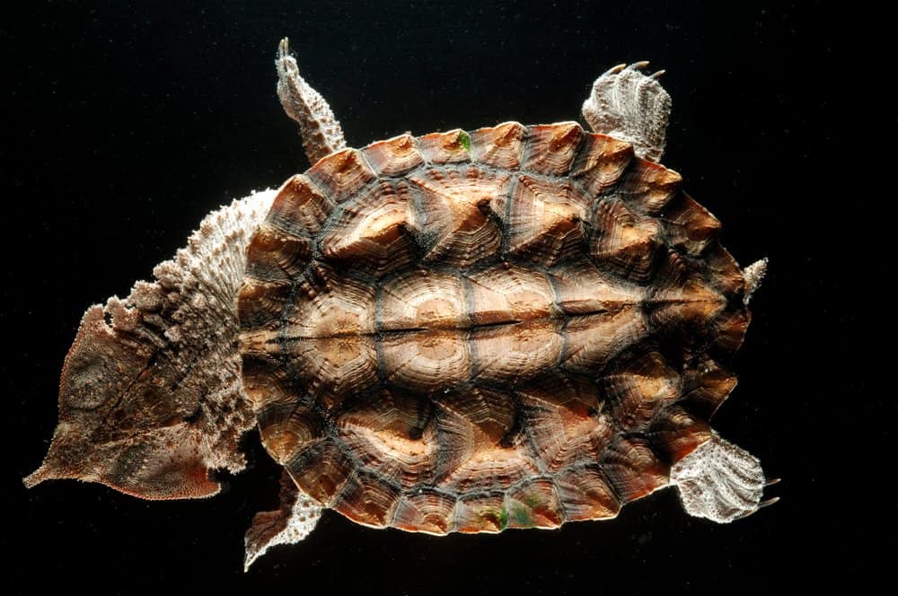 An aerial view of a matamata turtle against a black background.