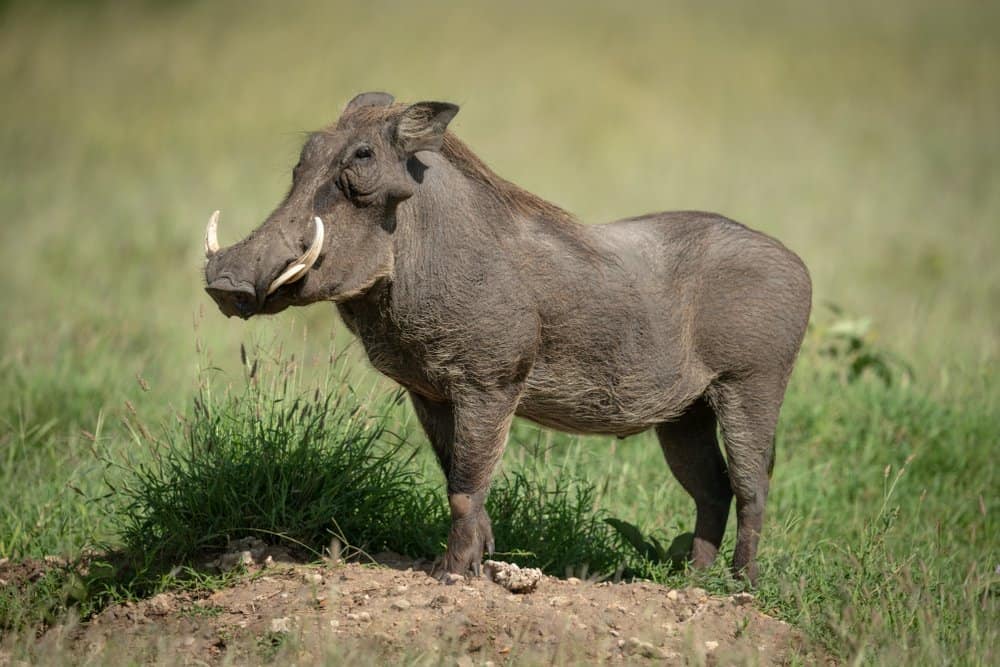 A warthog standing in the grass.