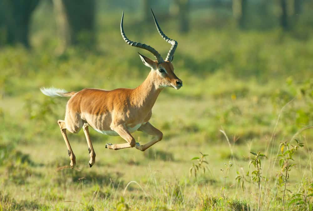 An impala mid-jump in a green landscape.