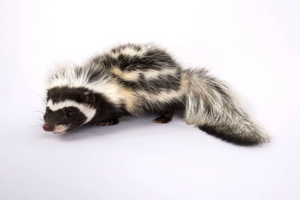 A striped polecat against a white background.