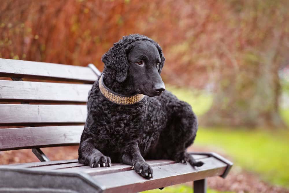 A curly-coated retriever laying on a park bench.