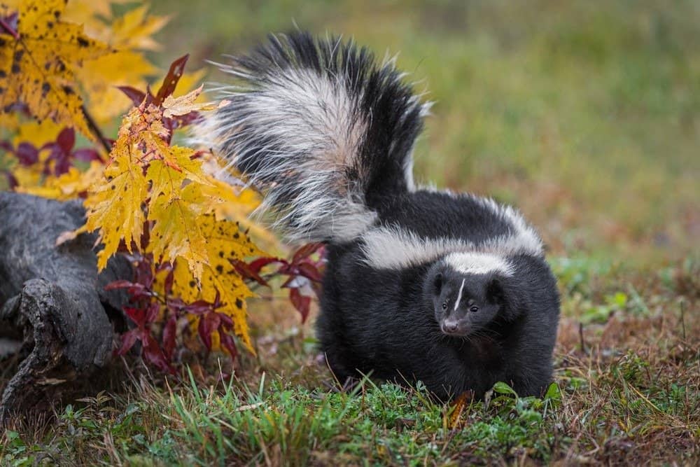 A skunk walking in the grass near yellow leaves.