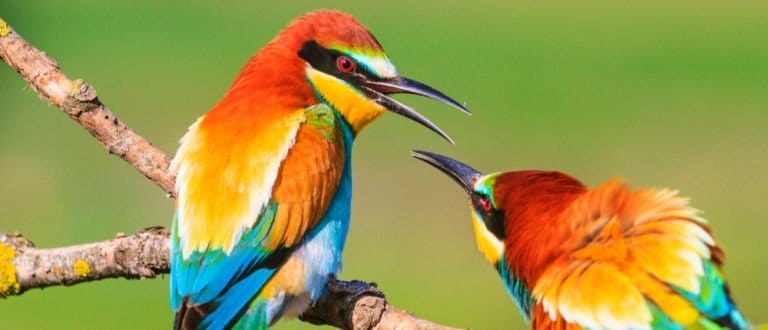 spring colored birds flirting