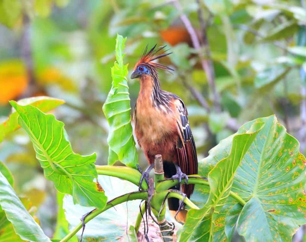 A stinkbird perched on a green plant with large, yellow-speckled leaves.