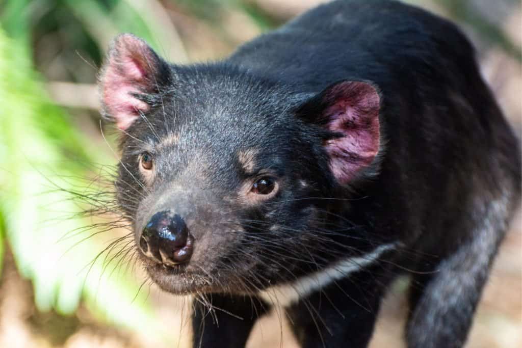 Close up of a Tasmanian devil.