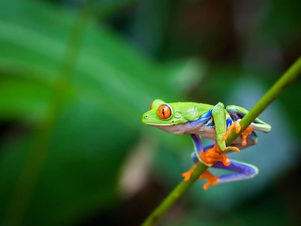 A tree frog perched on a green stem.