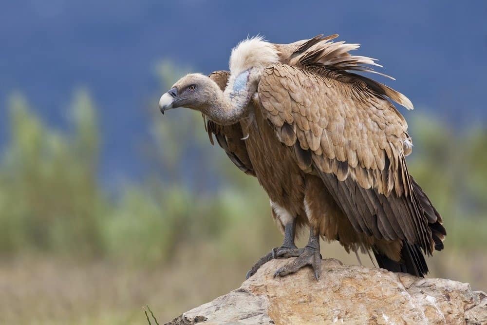 A vulture perched on a rock .