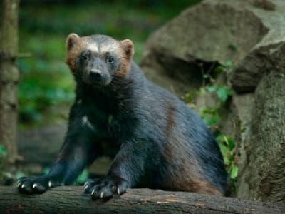 A Wolverine Animal Quiz: Test What You Know!