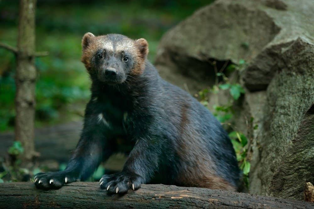 A wolverine with its front paws on a tree branch.