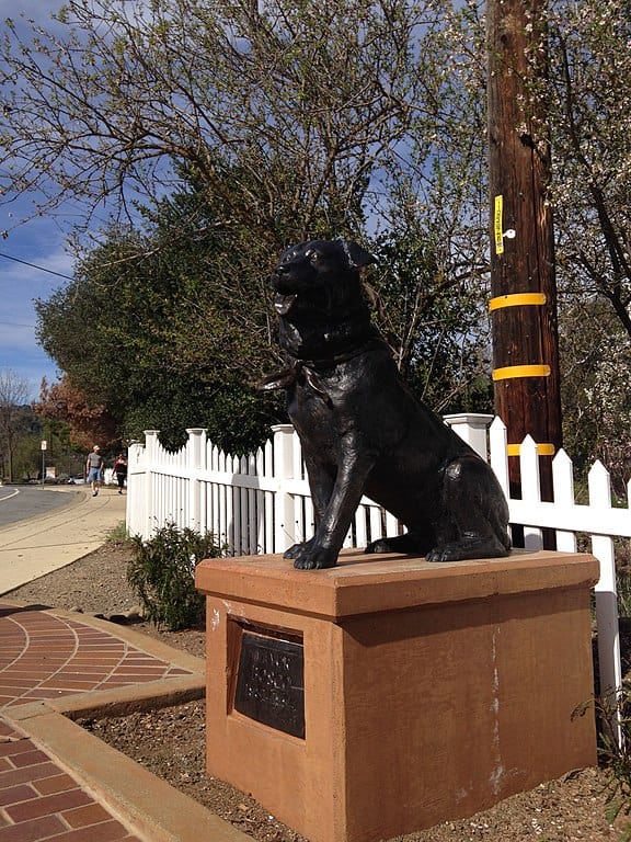 Bosco the Dog Mayor of Sunol