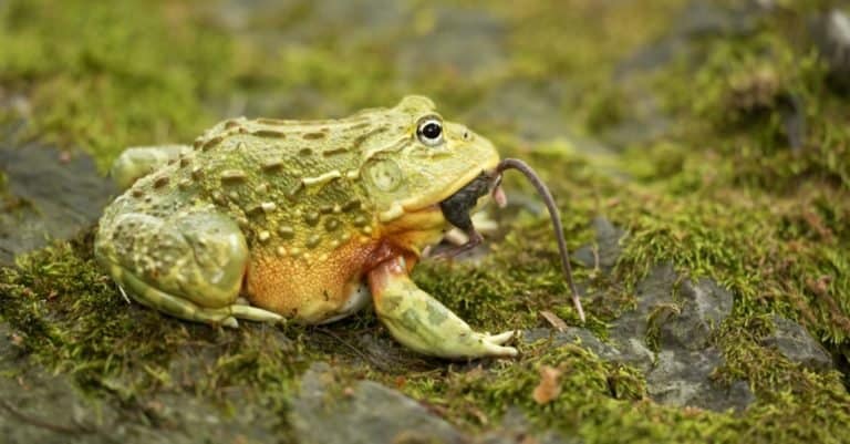 African bullfrog is carnivorous and a voracious eater