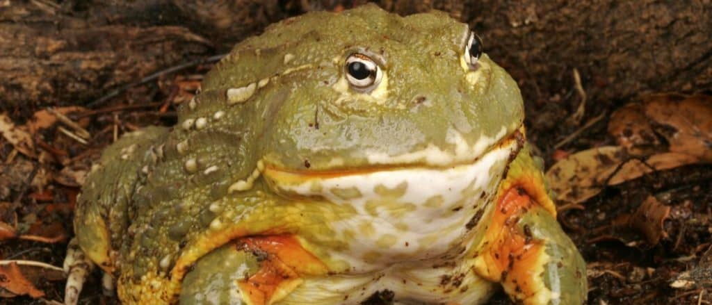 African Bullfrog (Pyxicephalus adsperus)
