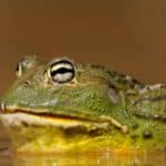 African bullfrog