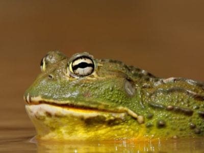 Male African giant bullfrog (Pyxicephalus adspersus) in shallow water, South Africa