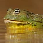 This Massive 7-Pound Frog Breaks All the Records - A-Z Animals Slideshows