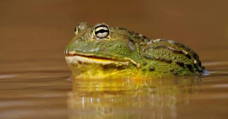 Male African giant bullfrog (Pyxicephalus adspersus) in shallow water, South Africa