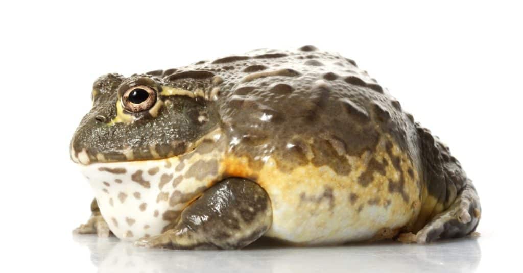 African bullfrog isolated on white background