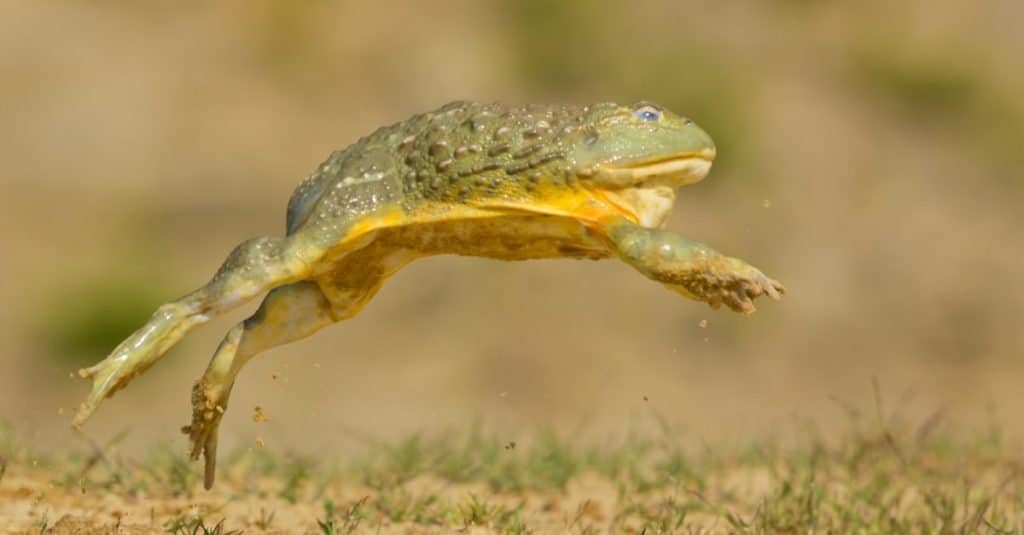 African bullfrog jumping