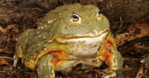 African Bullfrog Teeth: Everything You Need to Know Picture