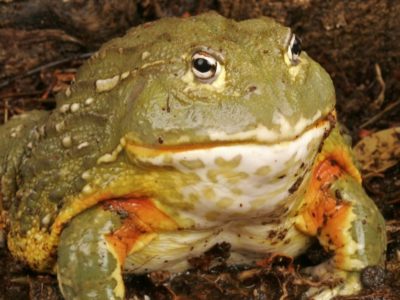 African Bullfrog Animal Facts | Pyxicephalus adspersus | AZ Animals