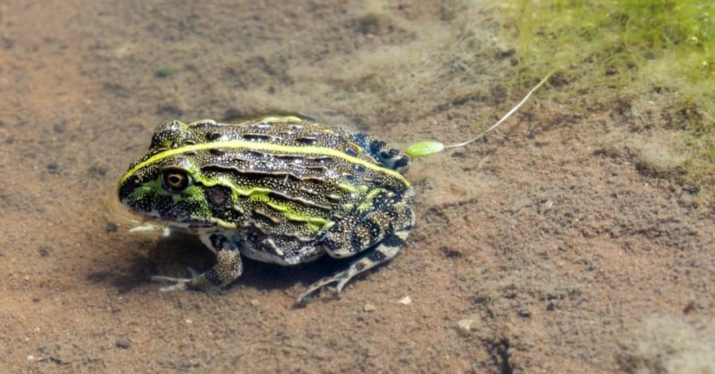 Young African Bullfrog, Pyxicephalus edulis in a small pond in North Namibia