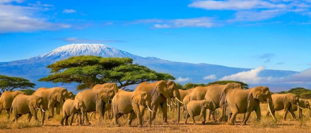 Safari Animals You MUST See: African Elephant