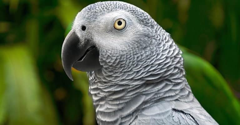 Smartest Animals – African Grey Parrot