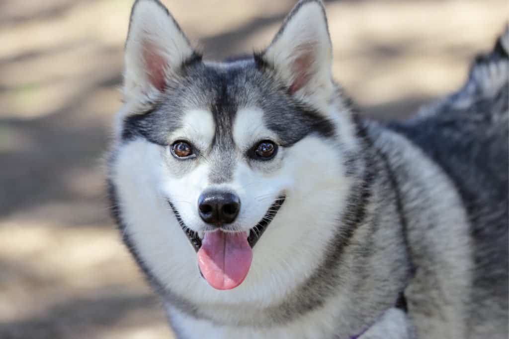 An Alaskan Klee Kai with its tongue out.