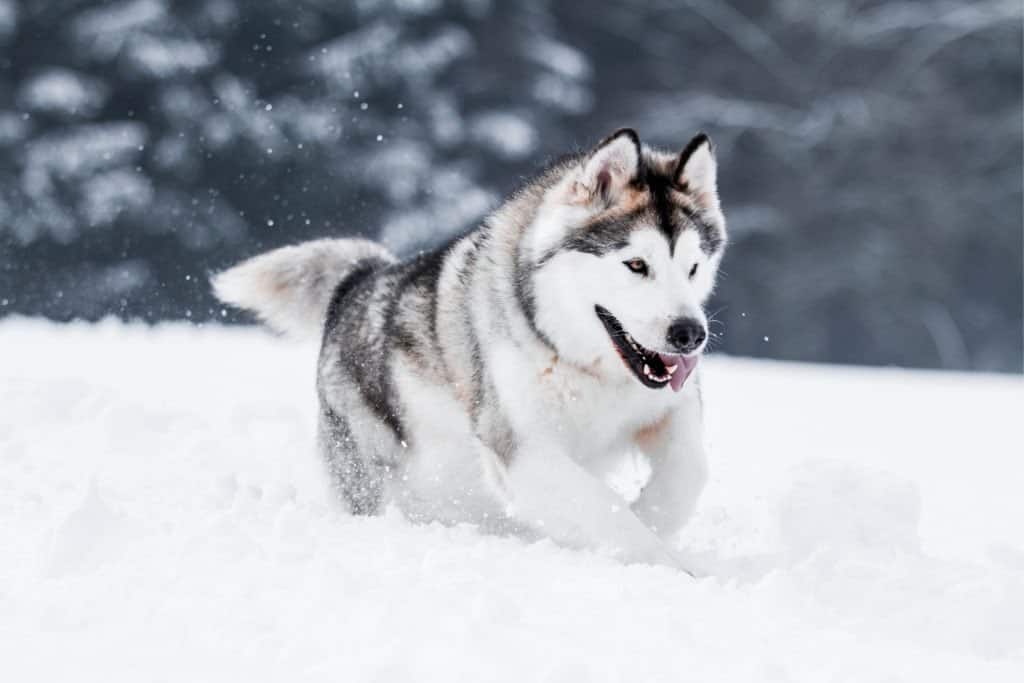 An Alaskan Malamute running through the snow with its tongue out.