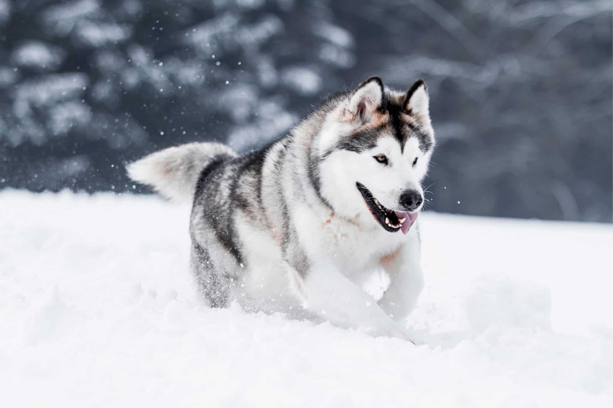 Alaskan Malamute AZ Animals