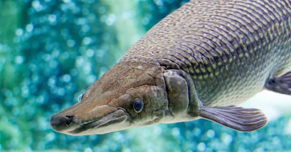 An Alligator gar, Atractosteus spatula, while swimming in a huge aquarium