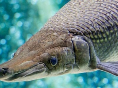 An Alligator gar, Atractosteus spatula, while swimming in a huge aquarium
