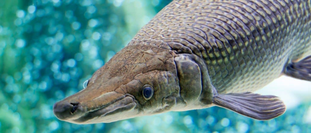 An Alligator gar, Atractosteus spatula, while swimming in a huge aquarium