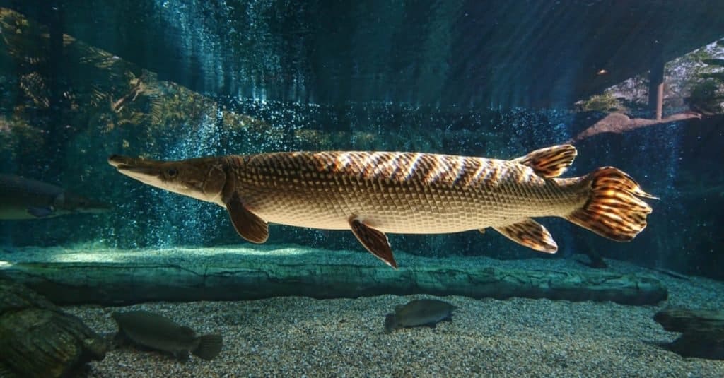 This spectacular Alligator gar (Atractosteus spatula) swims in the freshwater with sunlight rays shining on its body.