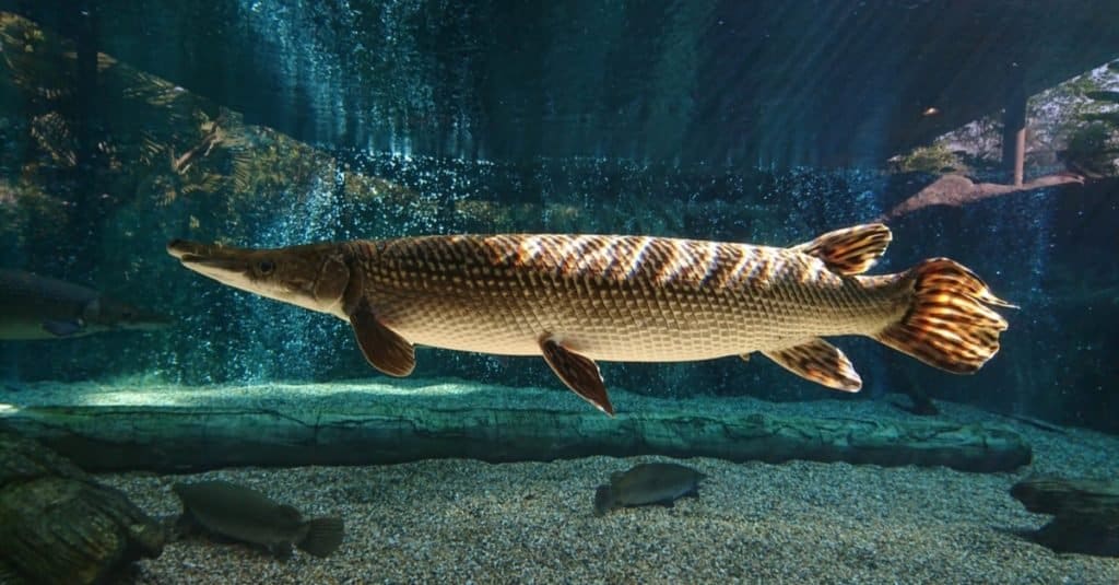 Gar alligator gars atractosteus spatula