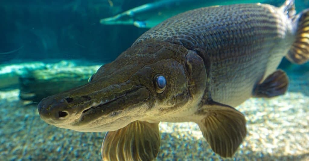 Alligator Gar Fish Facts  Atractosteus spatula - A-Z Animals