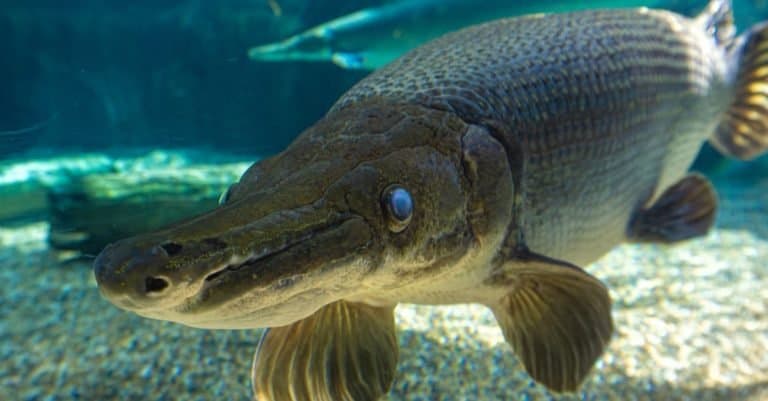 The alligator gar (Atractosteus spatula) is a ray-finned euryhaline fish related to the bowfin in the infraclass Holostei.