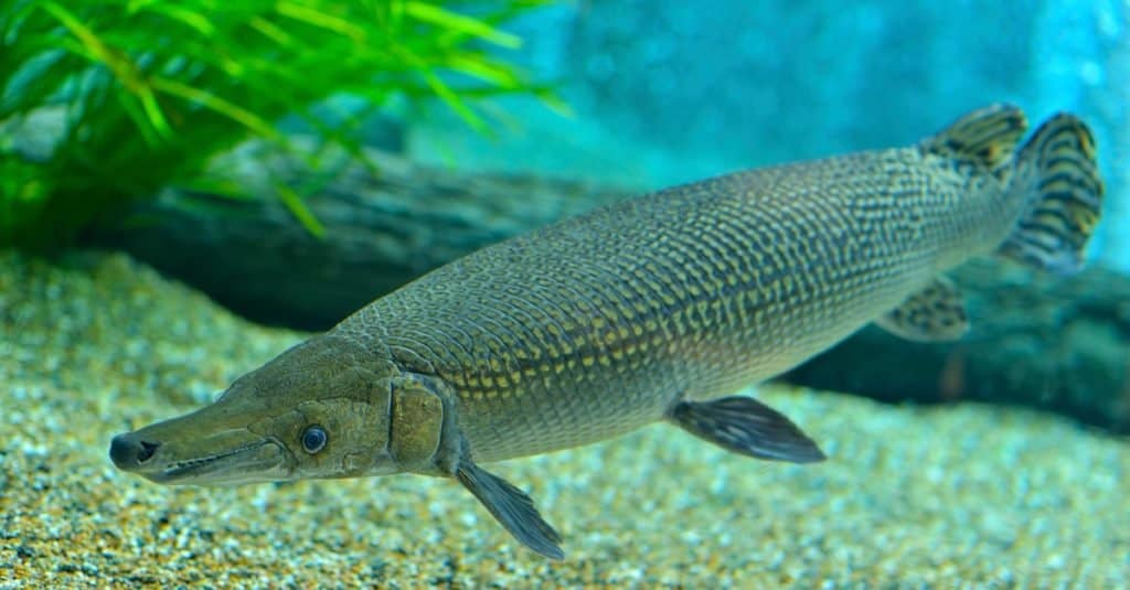 Close up of Alligator Gar swimming