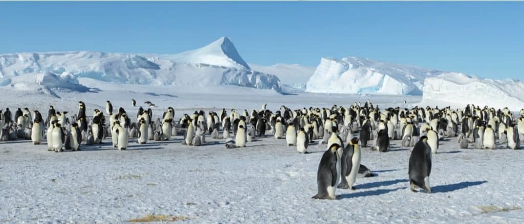 animals of antarctica